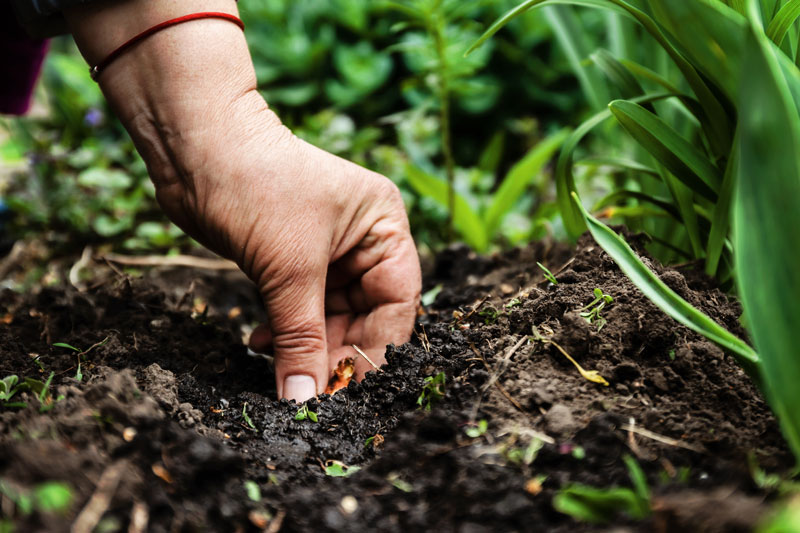 world soil day soil