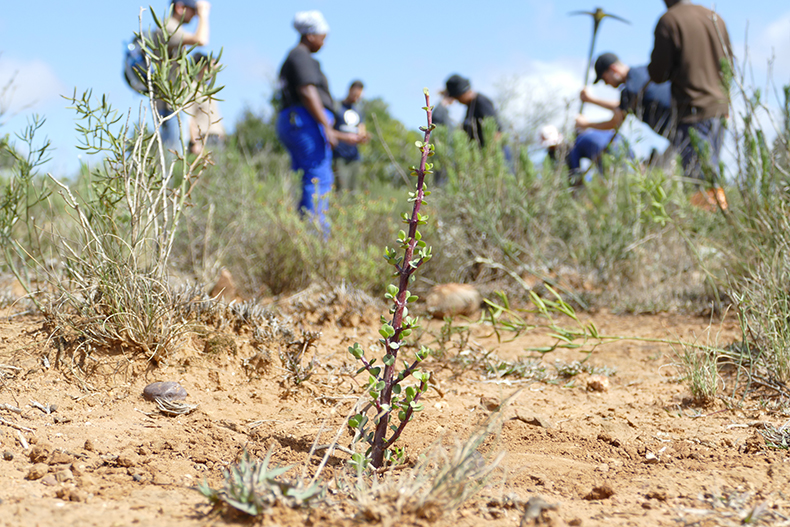 fieldwork deforestation