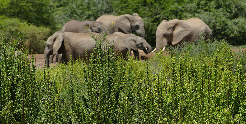 elephants and spekboom