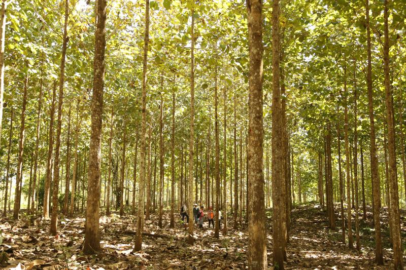 afforestation nicaragua