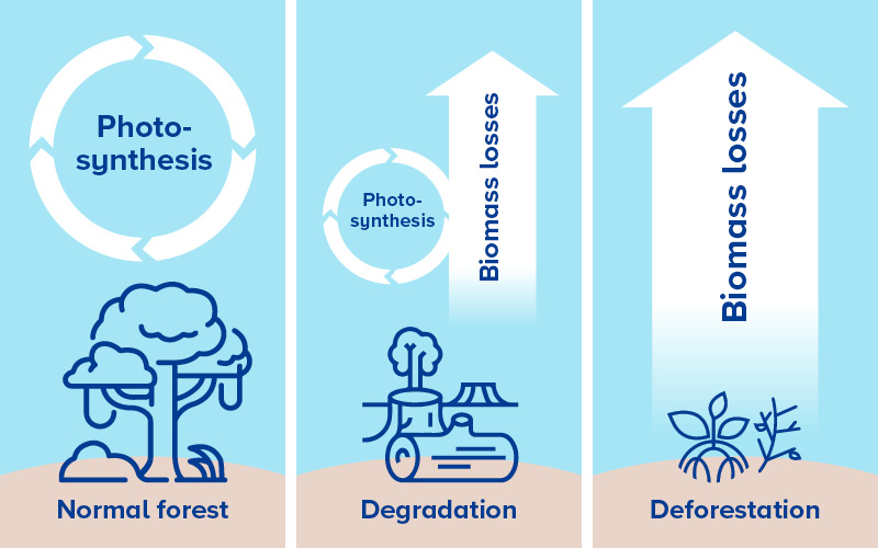 graphic deforestation