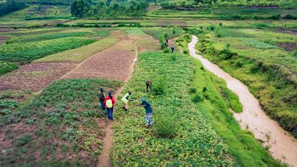 Renaturierungsprojekt in Ruanda
