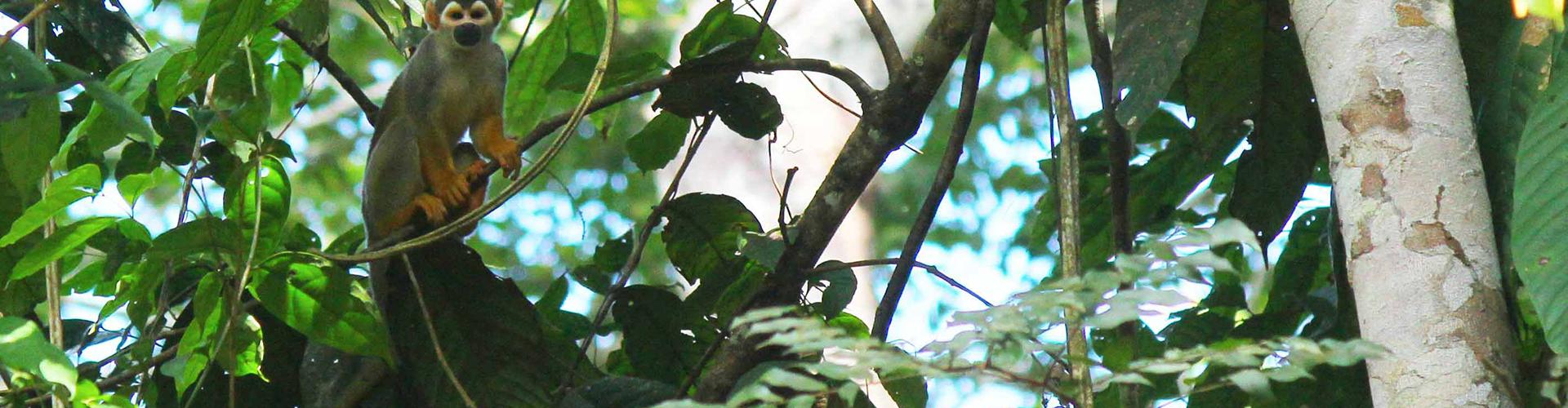 Monkey in a tree