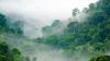 tropical-forest-mist-sustainability.jpg