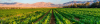 shutterstock_2248881915.png
