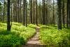 trees in a forest