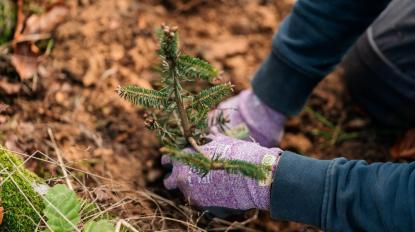 Person is planting a little tree seedling