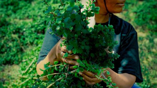 person with cut plant in her hands